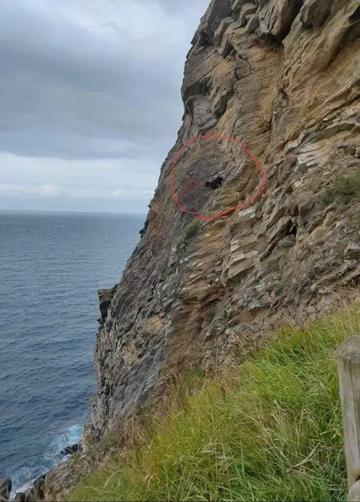Cabra atrapara en el acantilado.