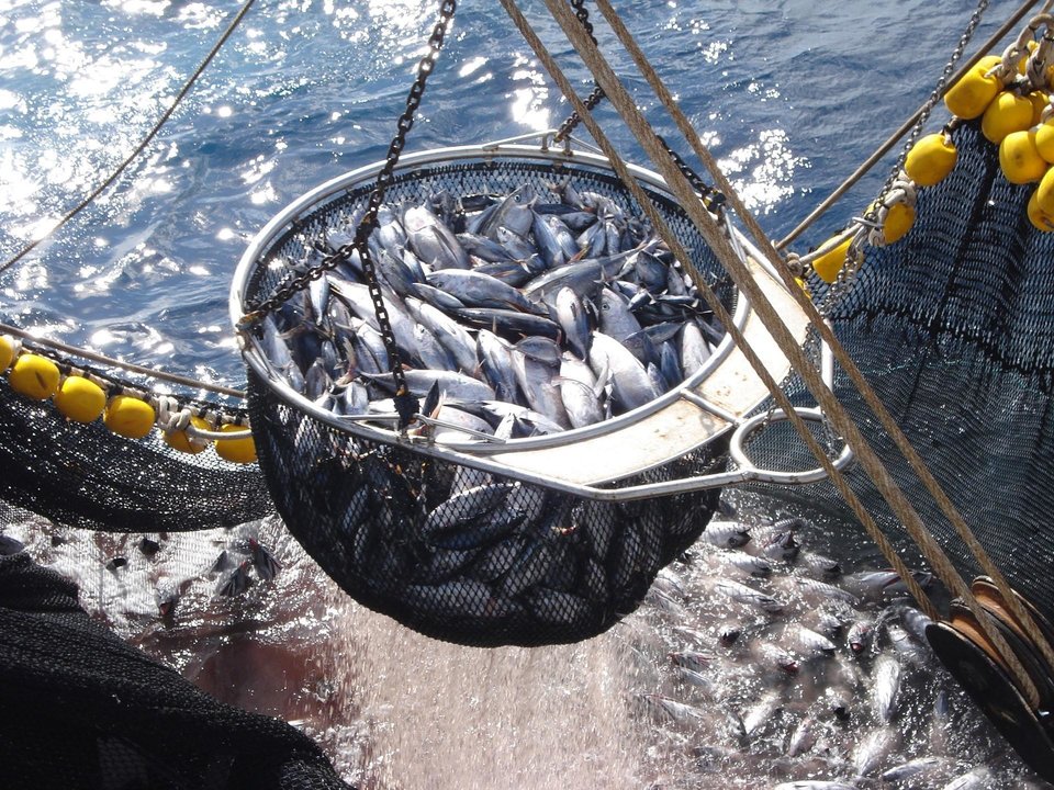 Atún de pesca responsable