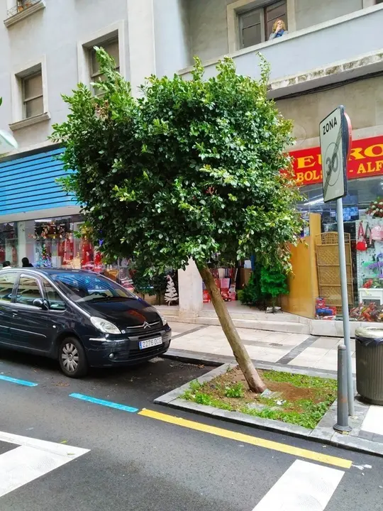 &Aacute;rbol en Santander