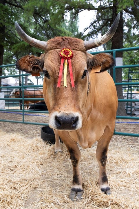 Archivo - Una vaca de raza asturiana de los Valles, durante una muestra de ganado, 