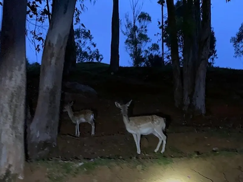 Archivo - Recinto de fauna ib&eacute;tica del Parque de Cab&aacute;rceno por la noche.