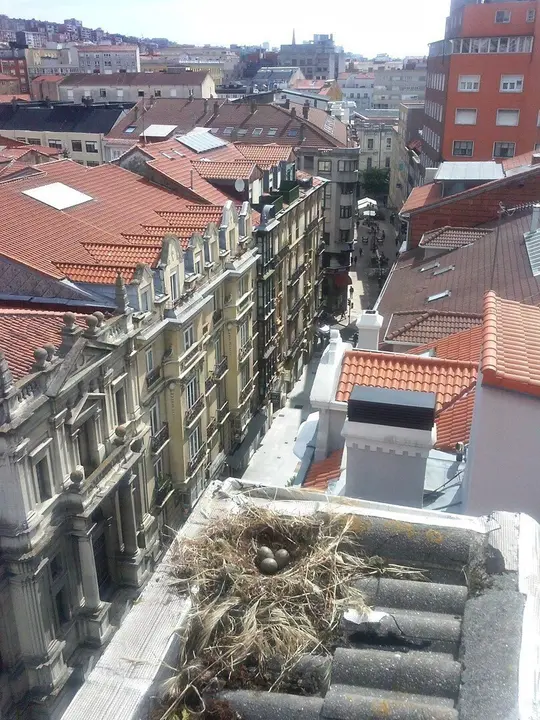 Archivo - Campa&ntilde;a de control de gaviotas en Santander