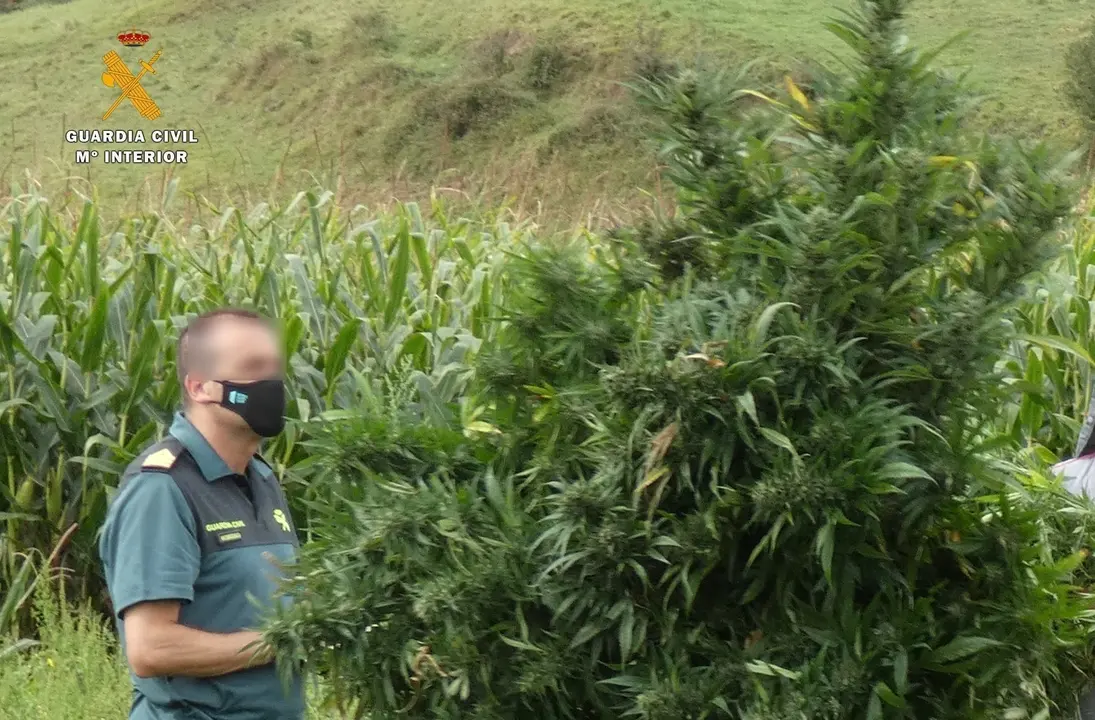 Plantaci&oacute;n de marihuana intervenida en Vispieres