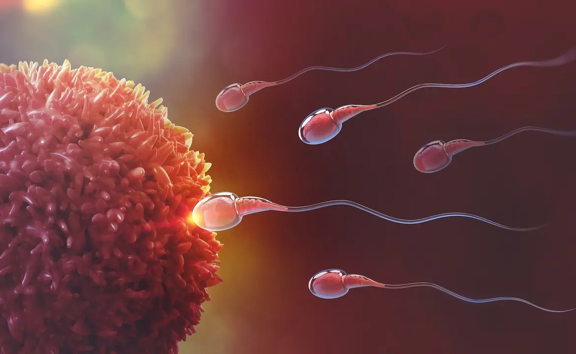 Sperm and egg cell. Natural fertilization. 3d illustration on red background