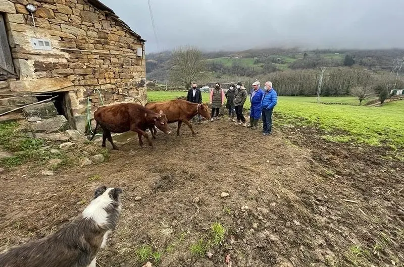 El consejero de Desarrollo Rural, Ganader&iacute;a, Pesca, Alimentaci&oacute;n y Medio Ambiente, Guillermo Blanco, vista una explotaci&oacute;n ganadera de raza pasiega en San Pedro del Romeral.
11 FEB 22