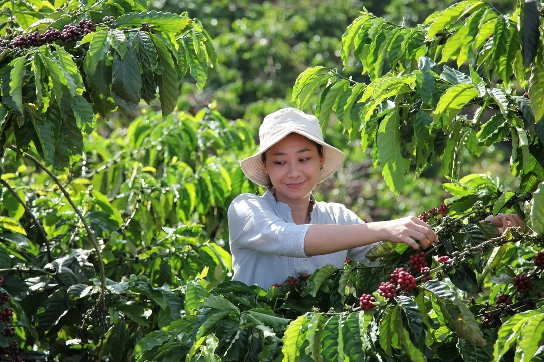 NESCAF&Eacute; Plan Vietnam
These images are taken from Quality video. Woman picking coffee cherries.