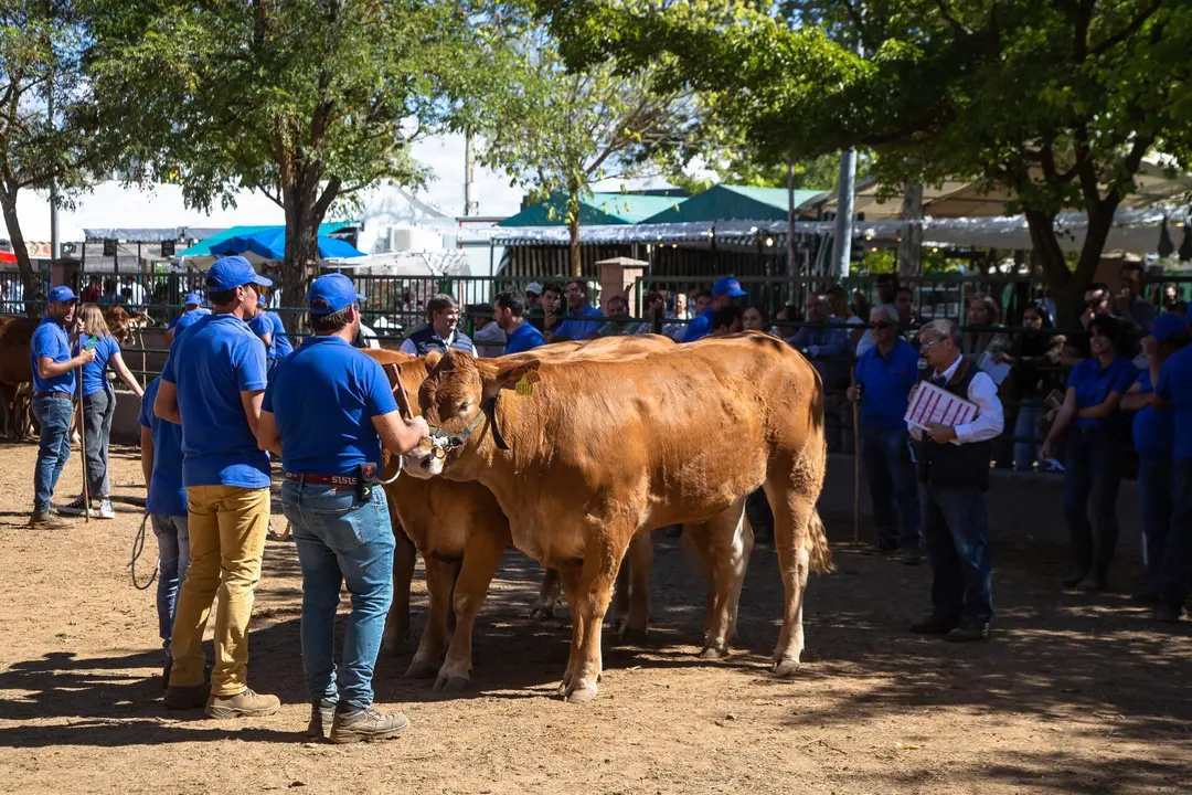 feria internacional ganadera de Zafra