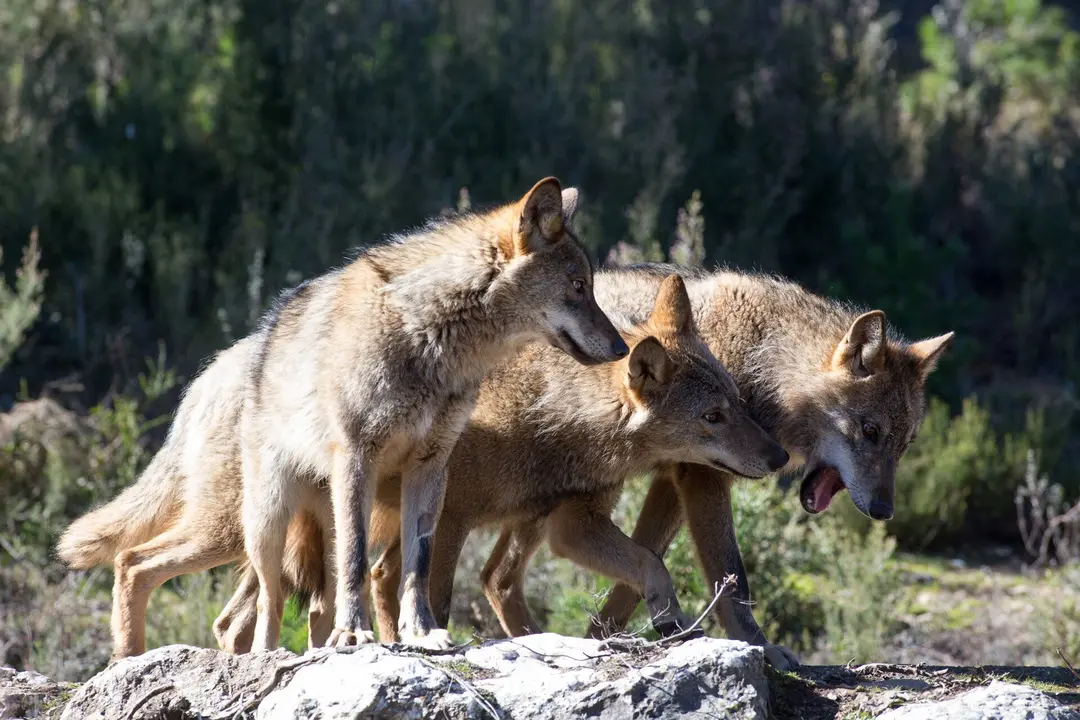 Robledo de Sanabria. El Centro del Lobo de Castilla y Leon alberga en sus instalaciones 11 ejemplares de Lobo Iberico (Canis Lupus Signatus) en situacion de semilibertad y esta abierto tres dias a la semana durante todo el a&ntilde;o. El Centro, abierto en 2015, intenta divulgar la  convivencia historica entre lobo y ser humano en la Sierra de la Culebra, lugar de mayor concentracion de este canido en el sur de Europa.