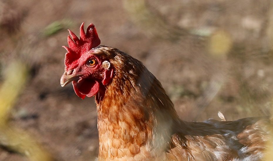 GRAF8602. LUGO, 12/01/2022.- La Consellería de Medio Rural de la Xunta de Galicia ha prohibido la cría al aire libre de aves de corral en hasta 34 municipios, tras la detección de focos de gripe aviar en diversos países de la Union Europea. En la imagen una gallina en un corral de Lugo. EFE/ Eliseo Trigo
