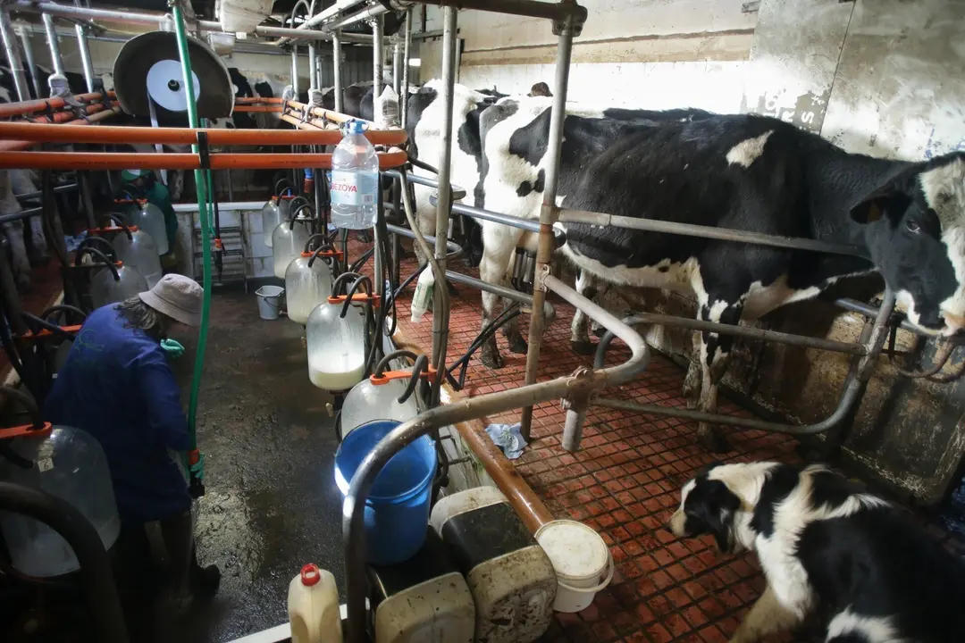Macedo, Friol, Lugo. La ganader&iacute;a B&eacute;rtolos e Serranos orde&ntilde;a las vacas en su granja de la Parroquia de Macedo. La ganader&iacute;a produce leche para venta y para elaboraci&oacute;n de quesos bajo marca propia. Este a&ntilde;o, a diferencia de los anteriores, las grandes l&aacute;cteas est&aacute;n firmando contratos con los productores de una duraci&oacute;n de tres meses, cuando anteriormente se firmaban con car&aacute;cter anual. Esto se debe a la incertidumbre del mercado, argumentan desde las compa&ntilde;&iacute;as l&aacute;cteas. En la imagen, Concha Montecelos, propietaria de la granja, limpia sus botas con una manguera en la sala de orde&ntilde;o, en la ma&ntilde;ana del s&aacute;bado 18 de febrero
