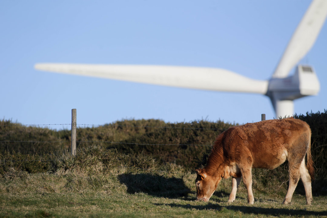 Abadin, Lugo. Vacas y caballos conviven con molinos de energia eolica en la Serra do Xistral. La nueva ley de eolicos que prepara la Xunta de Galicia esta generando malestar y disgusto en multitud de poblaciones y vecinos, al aumentar los derechos de las energeticas en los parques eolicos que se liciten a partir de ahora.