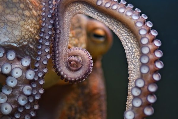 close-up of the tentacles of an octopus underwater
