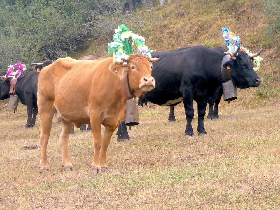 El ganado luce los tradicionales arcos y campanos