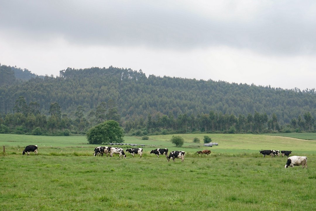 Prao Vacas Pastando Verde Paisaje