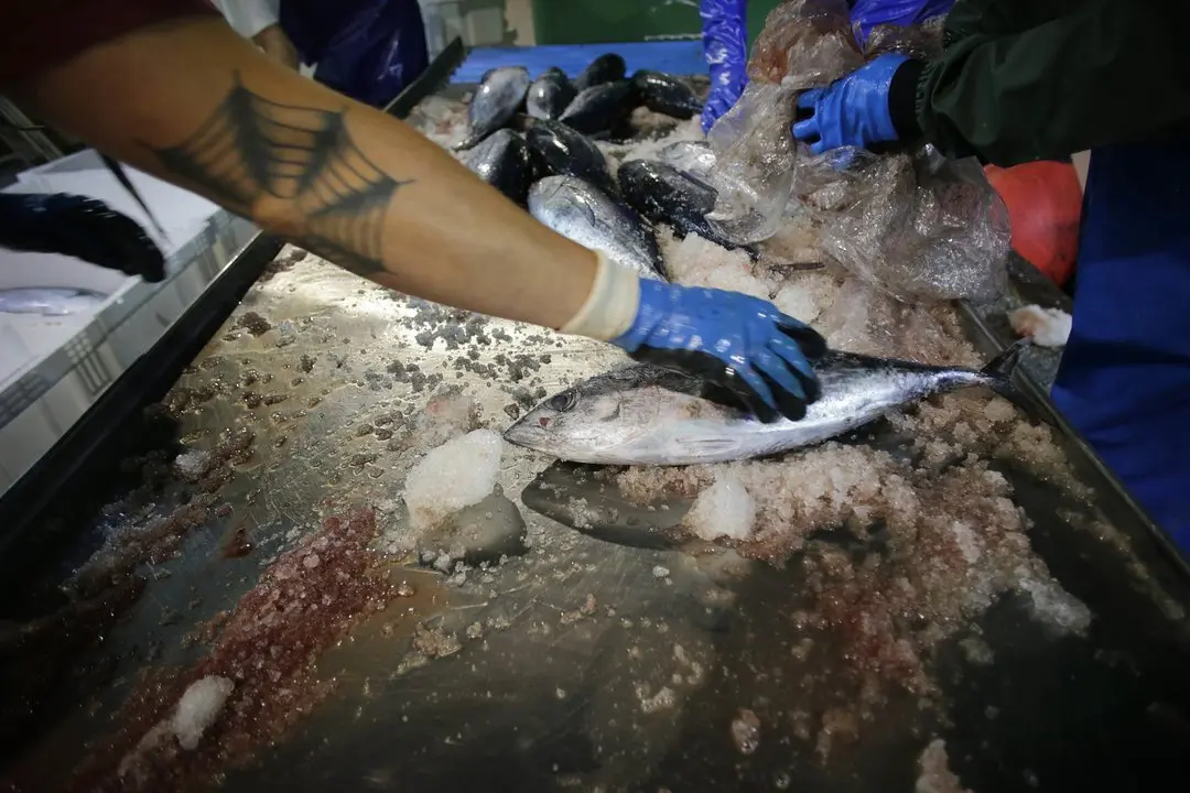 Burela, Lugo. El volantero Regino Jes&uacute;s, con base en Puerto de Vega, descarga m&aacute;s de 6.000 kg de bonito procedente de las Islas Azores. La costera del bonito en Burela comenz&oacute; hace dos semanas y se prev&eacute; que contin&uacute;e abierta hasta finales del verano. En las im&aacute;genes, los marineros del barco y los trabajadores de la lonja descargan las piezas del t&uacute;nido, en la madrugada del jueves 15 de junio.