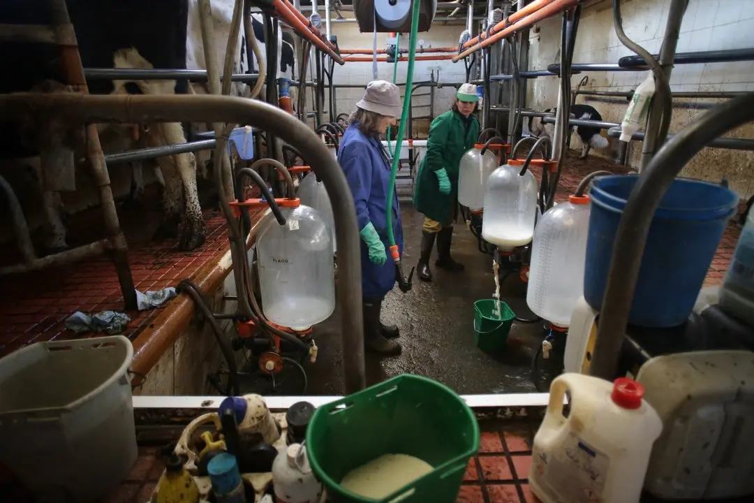 Macedo, Friol, Lugo. La ganader&iacute;a B&eacute;rtolos e Serranos orde&ntilde;a las vacas en su granja de la Parroquia de Macedo. La ganader&iacute;a produce leche para venta y para elaboraci&oacute;n de quesos bajo marca propia. Este a&ntilde;o, a diferencia de los anteriores, las grandes l&aacute;cteas est&aacute;n firmando contratos con los productores de una duraci&oacute;n de tres meses, cuando anteriormente se firmaban con car&aacute;cter anual. Esto se debe a la incertidumbre del mercado, argumentan desde las compa&ntilde;&iacute;as l&aacute;cteas. En la imagen, Concha Montecelos y Mar&iacute;a Blanco trabajan en la sala de orde&ntilde;o de la granja, en la ma&ntilde;ana del s&aacute;bado 18 de febrero