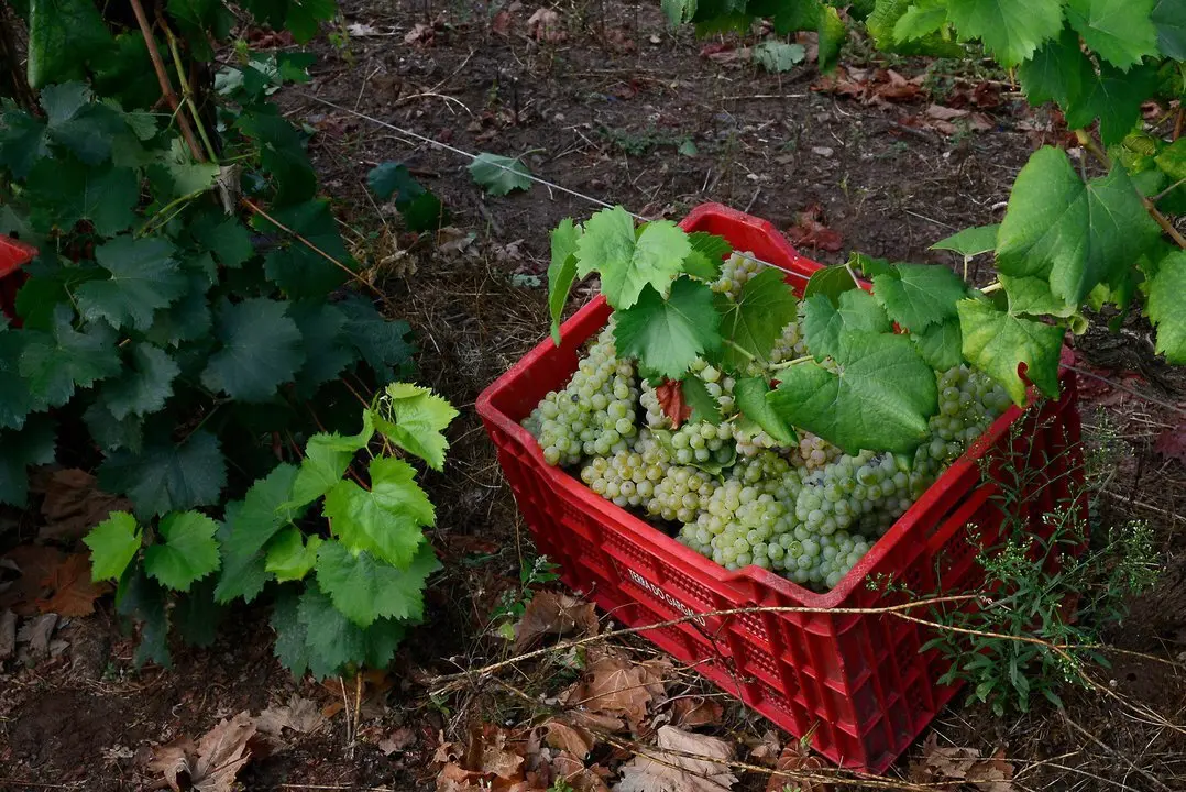 VENDIMIA EN DENOMINACI&Oacute;N DE ORIGEN MONTERREI. PROVINCIA DE OURENSE. 07


/09/23. foto Rosa Veiga