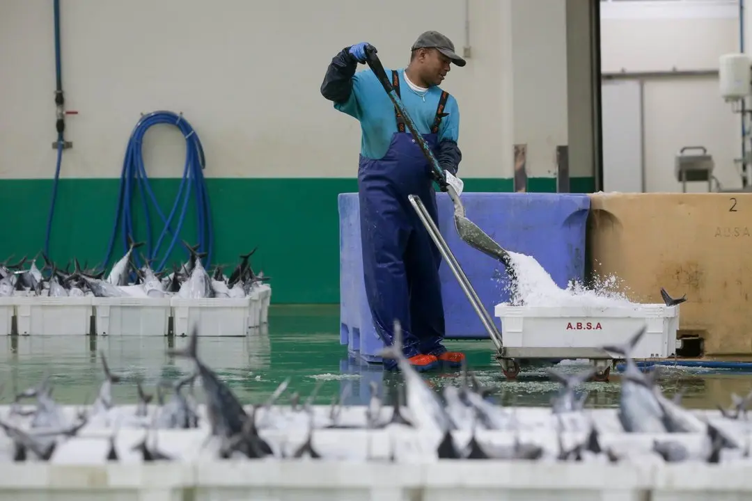 Burela, Lugo. El volantero Regino Jes&uacute;s, con base en Puerto de Vega, descarga m&aacute;s de 6.000 kg de bonito procedente de las Islas Azores. La costera del bonito en Burela comenz&oacute; hace dos semanas y se prev&eacute; que contin&uacute;e abierta hasta finales del verano. En las im&aacute;genes, los marineros del barco y los trabajadores de la lonja descargan las piezas del t&uacute;nido, en la madrugada del jueves 15 de junio.