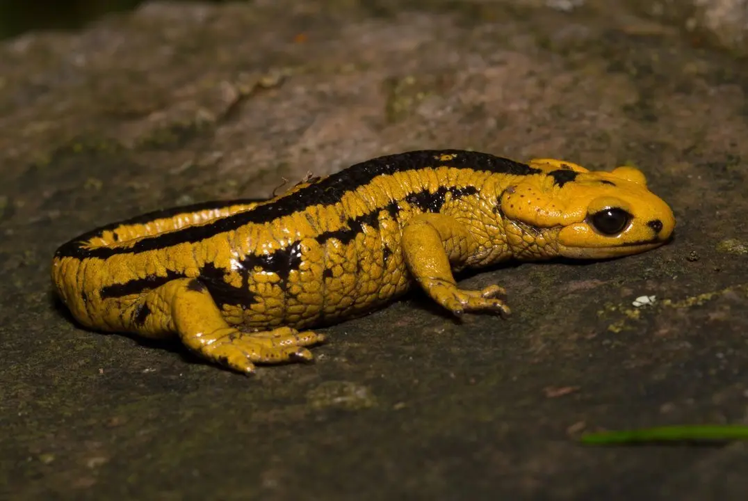 Salamandra