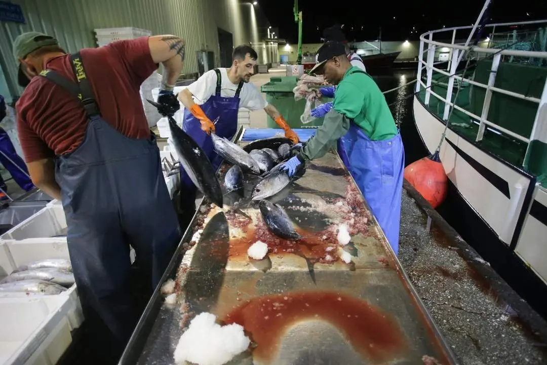 Burela, Lugo. El volantero Regino Jes&uacute;s, con base en Puerto de Vega, descarga m&aacute;s de 6.000 kg de bonito procedente de las Islas Azores. La costera del bonito en Burela comenz&oacute; hace dos semanas y se prev&eacute; que contin&uacute;e abierta hasta finales del verano. En las im&aacute;genes, los marineros del barco y los trabajadores de la lonja descargan las piezas del t&uacute;nido, en la madrugada del jueves 15 de junio.