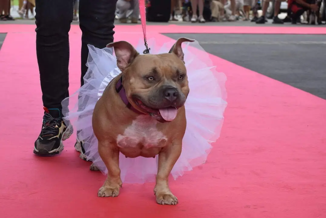 DESFILE CANINO Y FELINO 'ADÓPTAME' - LIENCRES (53)