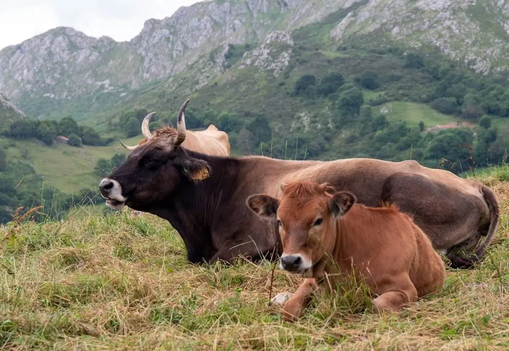 Cow, meadows and mountains. Rural Asturias