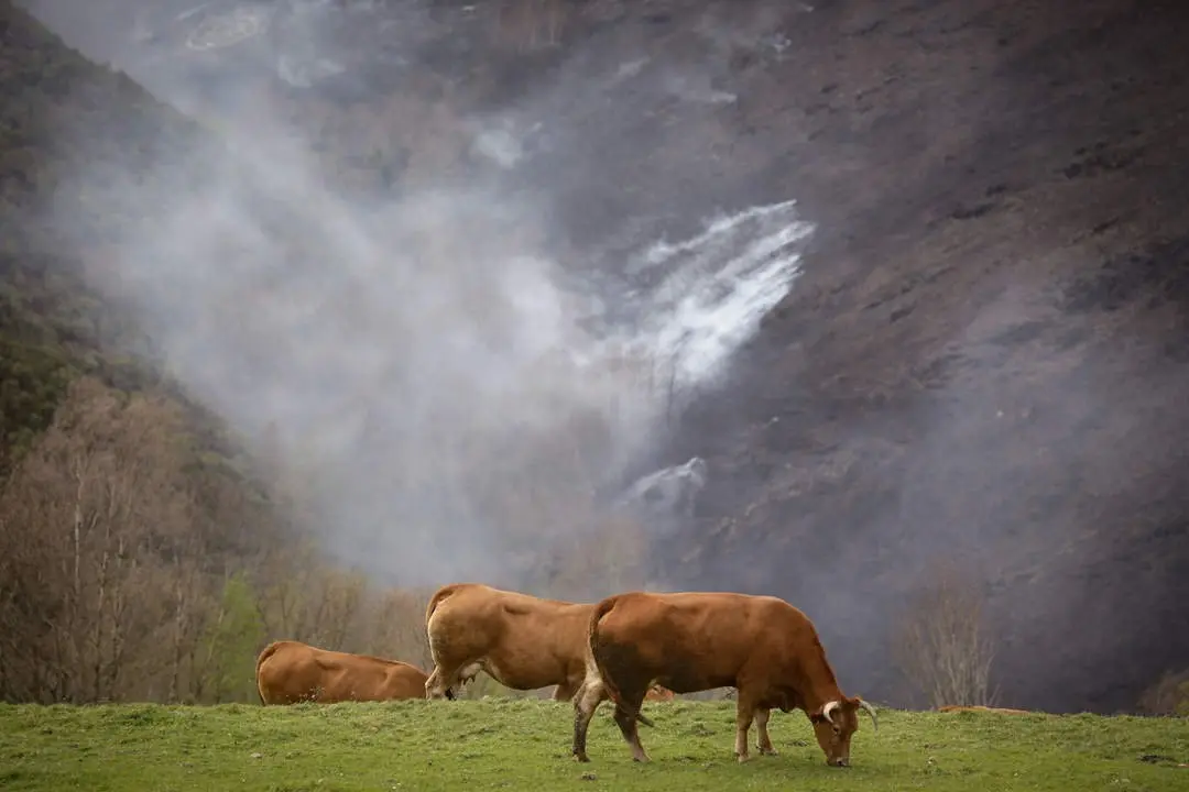 Baleira, Lugo. M&aacute;s de 1200 hect&aacute;reas quemadas en los concellos lucenses de Baleira, A Fonsagrada y Ribeira de Piqu&iacute;n tras el paso de un gran incendiom originado en la tarde del martes. Varios n&uacute;cleos de poblaci&oacute;n han sido desalojados en la tarde-noche del mi&eacute;rcoles debido a la cercan&iacute;a de las llamas. En la imagen, varias vacas pastan con un fonde de monte quemado en O Soll&iacute;o, Baleira, en la tarde del jueves 30 de marzo
