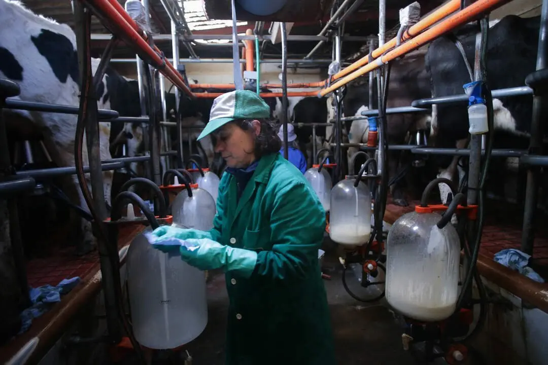 Macedo, Friol, Lugo. La ganader&iacute;a B&eacute;rtolos e Serranos orde&ntilde;a las vacas en su granja de la Parroquia de Macedo. La ganader&iacute;a produce leche para venta y para elaboraci&oacute;n de quesos bajo marca propia. Este a&ntilde;o, a diferencia de los anteriores, las grandes l&aacute;cteas est&aacute;n firmando contratos con los productores de una duraci&oacute;n de tres meses, cuando anteriormente se firmaban con car&aacute;cter anual. Esto se debe a la incertidumbre del mercado, argumentan desde las compa&ntilde;&iacute;as l&aacute;cteas. En la imagen, Mar&iacute;a Blanco en la sala de orde&ntilde;o de la granja, en la ma&ntilde;ana del s&aacute;bado 18 de febrero