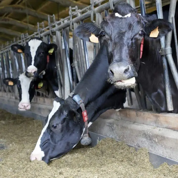 vacasa
pienso
cuadra
nr