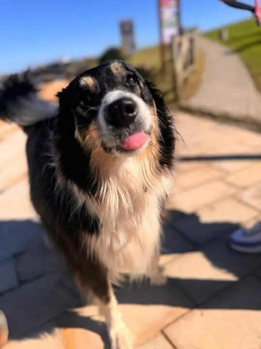 Perro en Santa Cruz de Bezana