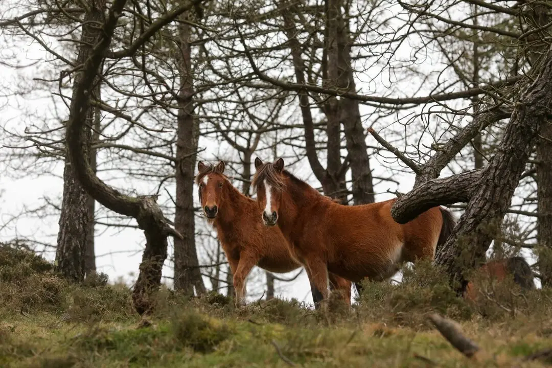 Ferreira do Valadouro, Lugo. Grupos de caballos salvajes en la Serra do Xistral, al norte de la Provincia de Lugo.