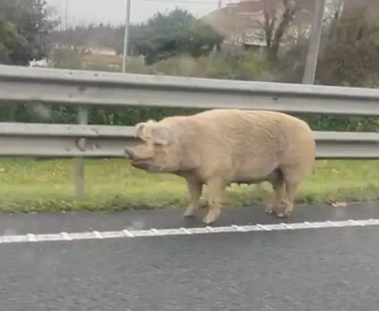 Captura de pantalla 2025-01-30 a las 14.29.04