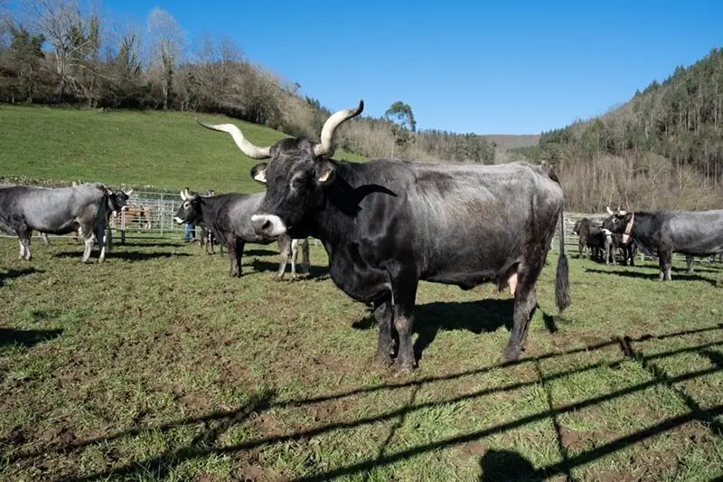 12:30 horas. Valle de Cabu&eacute;rniga. La consejera de Desarrollo Rural, Ganader&iacute;a, Pesca y Alimentaci&oacute;n, Mar&iacute;a Jes&uacute;s Susinos, visita la &ldquo;Feriuca&rdquo; ganadera. 18 de enero de 2025 &copy; Ra&uacute;l Lucio