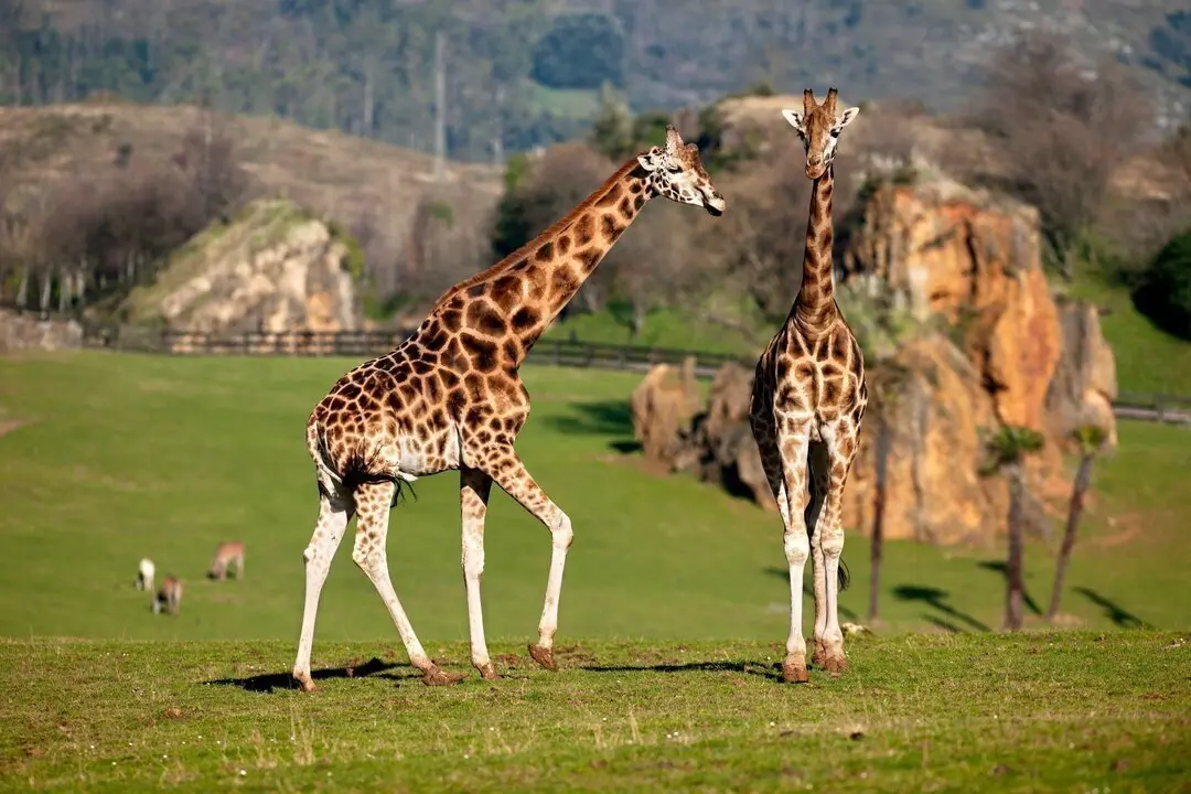 JIRAFAS EN EL PARQUE DE LA NATURALEZA DE CABARCENO