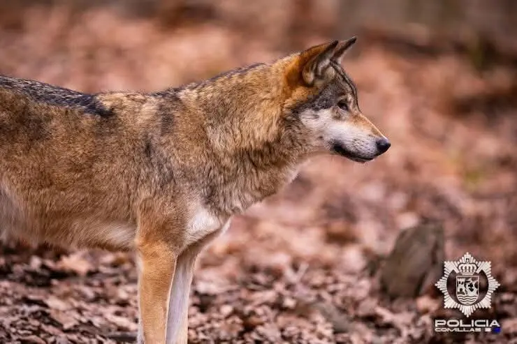 FB_IMG_1741272645233