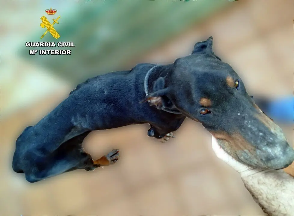 Imagen de WhatsApp 2025-03-12 a las 11.53.03_69403b1b