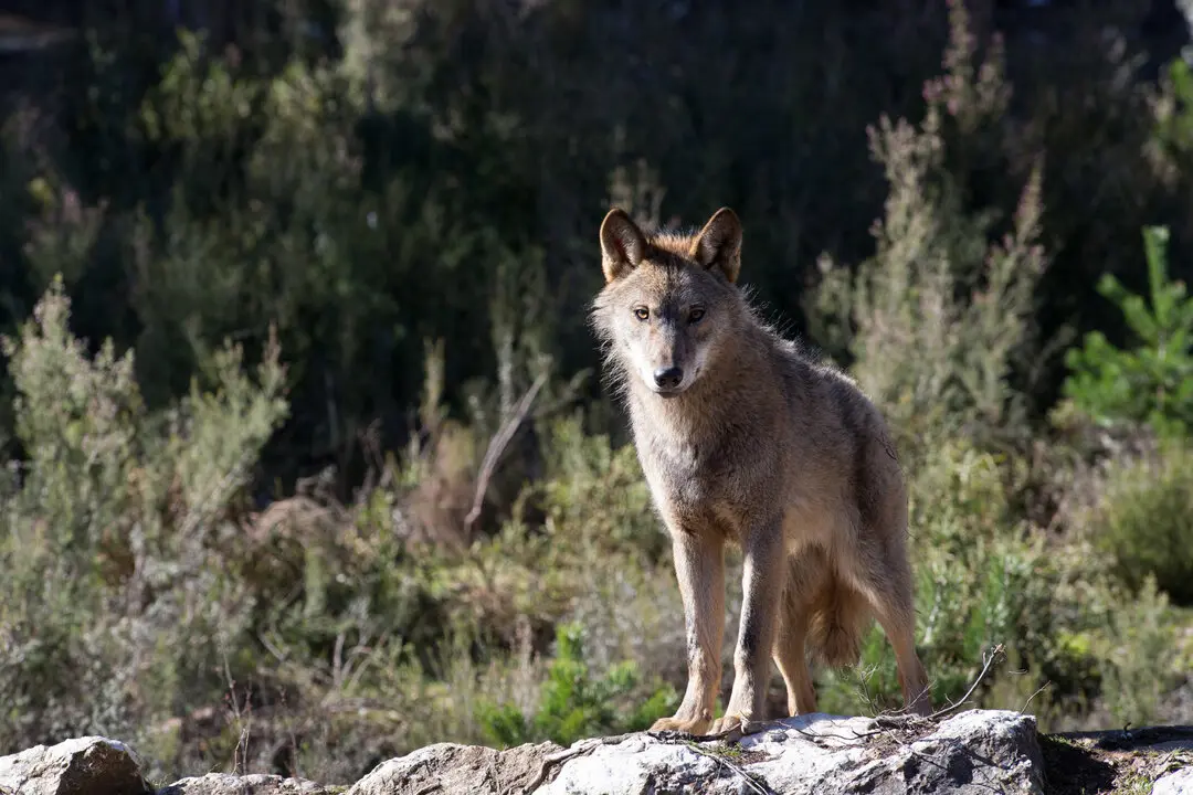 Robledo de Sanabria. El Centro del Lobo de Castilla y Leon alberga en sus instalaciones 11 ejemplares de Lobo Iberico (Canis Lupus Signatus) en situacion de semilibertad y esta abierto tres dias a la semana durante todo el a&ntilde;o. El Centro, abierto en 2015, intenta divulgar la  convivencia historica entre lobo y ser humano en la Sierra de la Culebra, lugar de mayor concentracion de este canido en el sur de Europa.