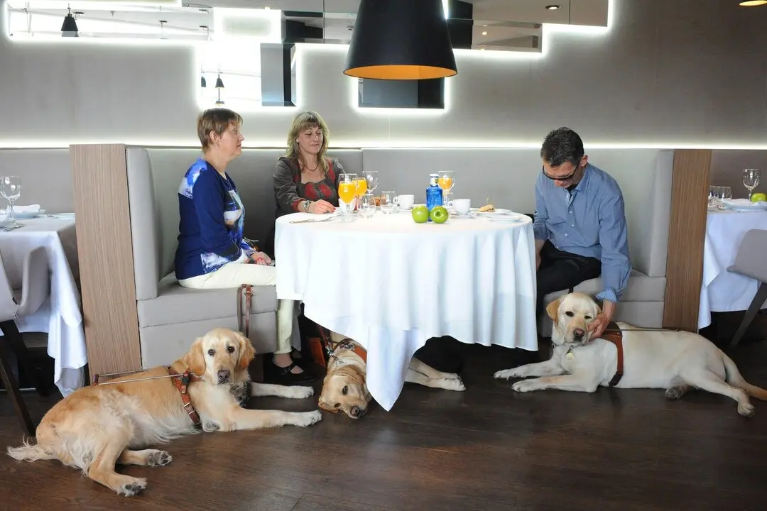AT. Madrid (C. A. Madrid). 27/04/15.-
Reportaje a perro guia - Usuarios de perros guia en un Centro Comercial 
Lugar: El Corte Ingles de la C/ de Princesa
Imagen: Grupo de Usuarios de perros guia desayunando en el restaurante de El Corte Ingles.
FOTO: 5648.
Ref.:LOC-1002 (Rep:21) &iexcl;IECPR&Ccedil; ONCE/Javier Regueros/Lola Alejandre