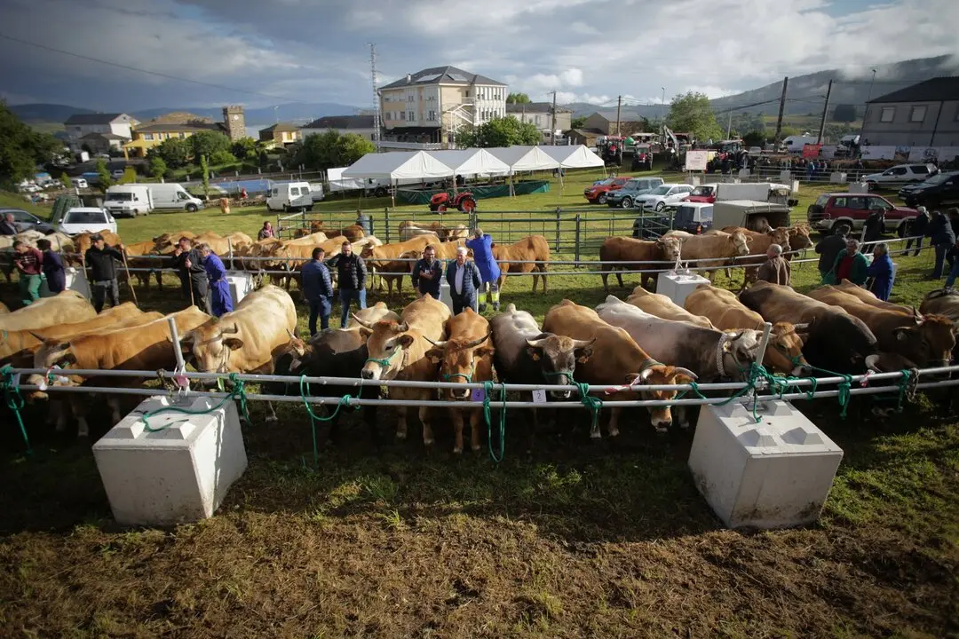 Cervantes, Lugo. Feria en defensa del ganadero de monta&ntilde;a. M&aacute;s de 180 reses se han puesto en venta y miles de personas han asistido a la comarca de Ancares, donde se concentran gran parte de las explotaciones de vacuno en extensivo de Galicia.