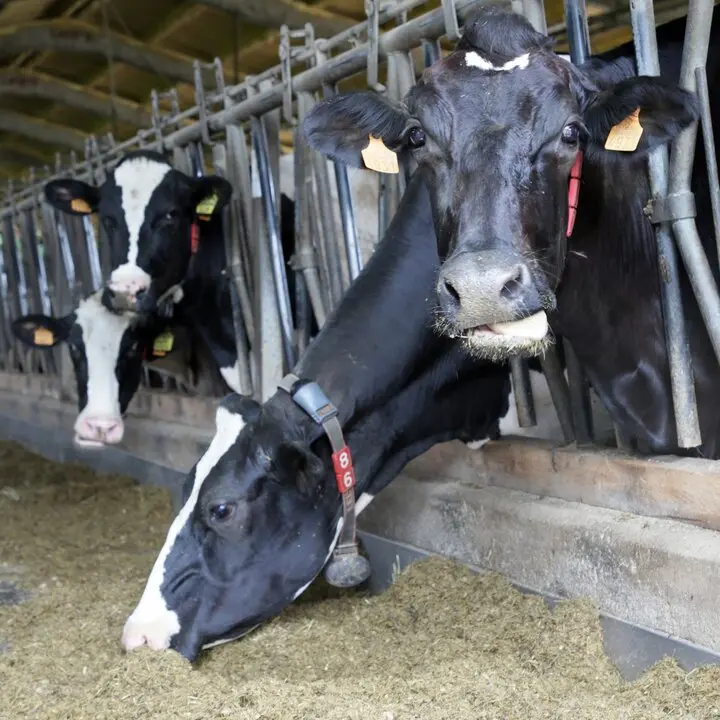 vacasa
pienso
cuadra
nr