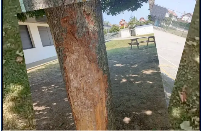 Captura de pantalla 2025-08-13 a las 13.31.08