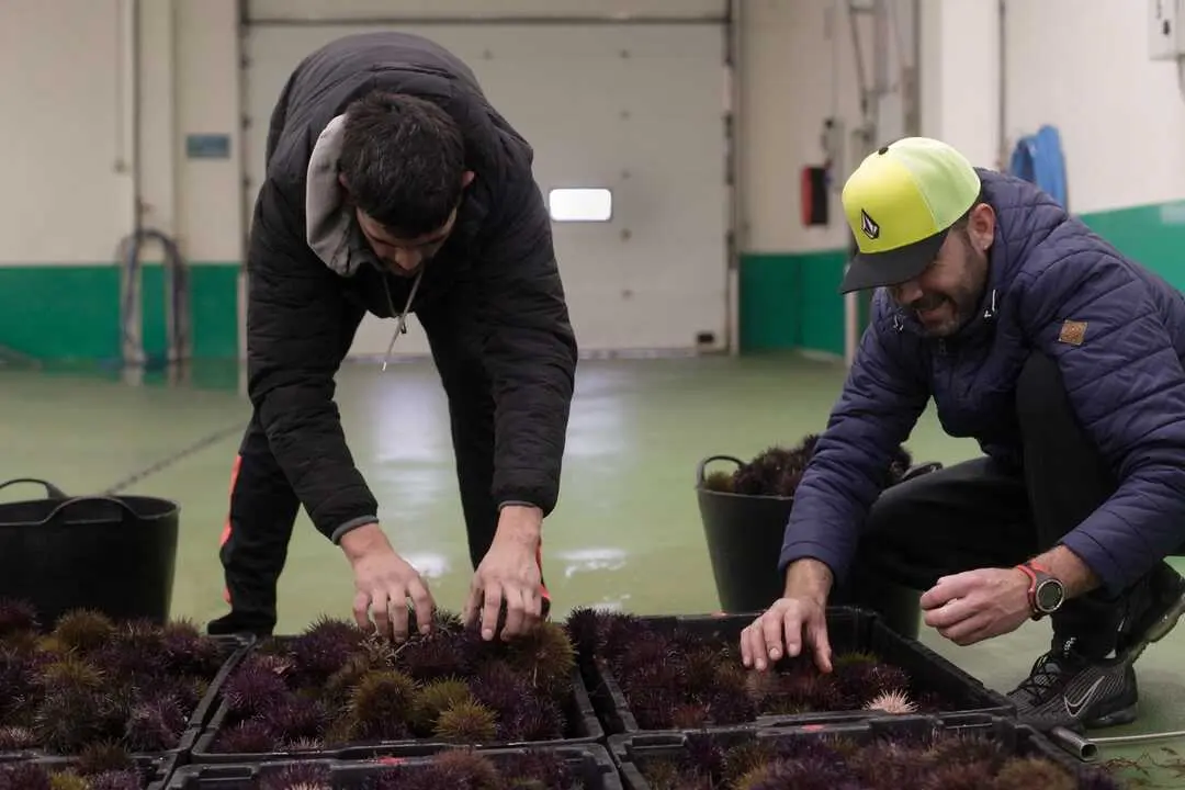 Burela, Lugo. Lonja del marisco en el Puerto de Burela. Los precios contin&uacute;an su ascenso ante la proximidad de las fiestas navide&ntilde;as. La centolla ha superado los 30&euro; por kilo y otros mariscos como el escaso santiagui&ntilde;o ascienden ya por encima de los 100&euro; kilo.