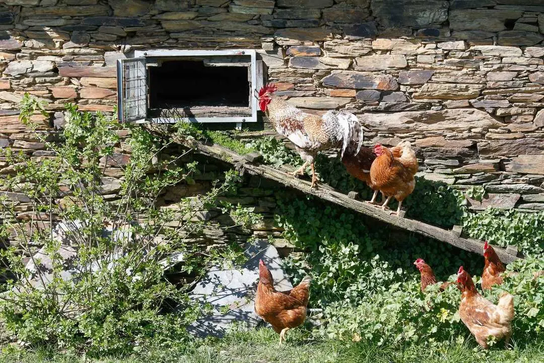 B&oacute;veda y Paradela, Lugo. Explotaciones dom&eacute;sticas de av&iacute;cola. Un decreto gubernamental de 2021 obliga a los propietarios de gallineros y corrales av&iacute;colas de car&aacute;cter dom&eacute;stico a registrar las instalaciones para poder continuar con la cr&iacute;a de aves en las casas. En la imagen, explotaci&oacute;n av&iacute;cola en B&oacute;veda, Lugo, en la ma&ntilde;ana del mi&eacute;rcoles 6 de marzo