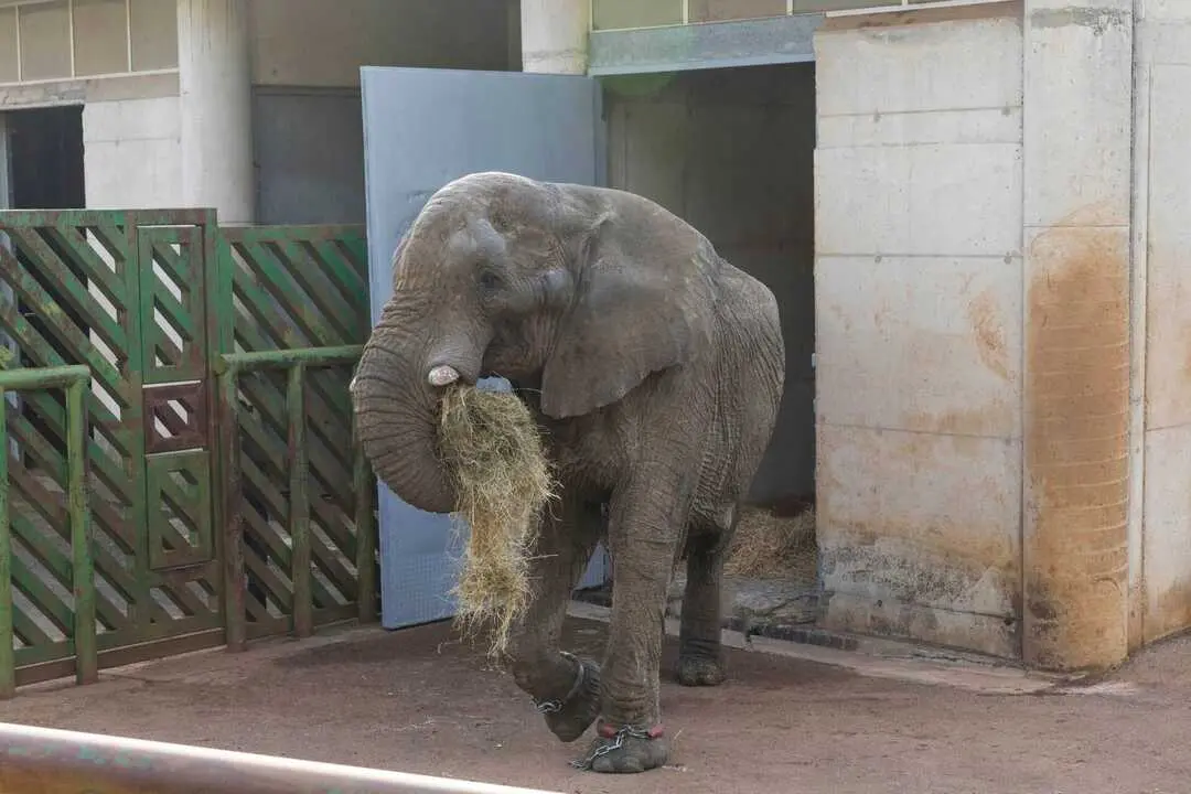 Elefante cab&aacute;rcebno. Industria. 30 SEPTIEMBRE 2015 &copy; Miguel De la Parra