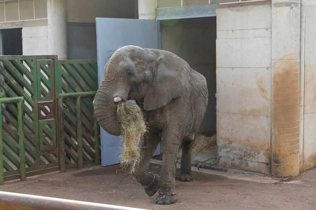Elefante cab&aacute;rcebno. Industria. 30 SEPTIEMBRE 2015 &copy; Miguel De la Parra