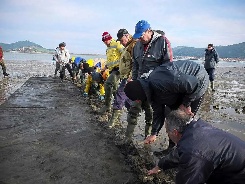 Siembre de la almeja.
Consejer&iacute;a de Medio Rural.