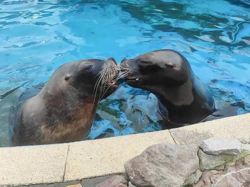 leones marionos cabarceno