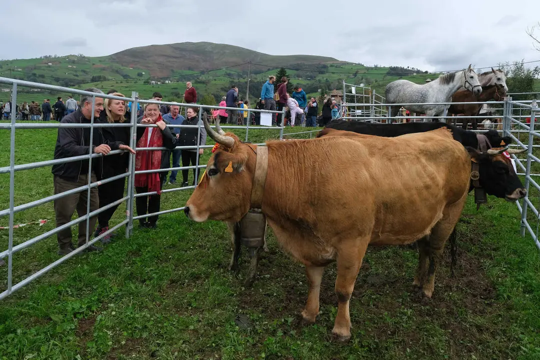 12:30 horas. Selaya. La consejera de Desarrollo Rural, Ganader&iacute;a, Pesca y Alimentaci&oacute;n, Mar&iacute;a Jes&uacute;s Susinos, asiste a la Feria Ganadera Valle de Pisue&ntilde;a. 26 de octubre de 2024 &copy; Ra&uacute;l Lucio