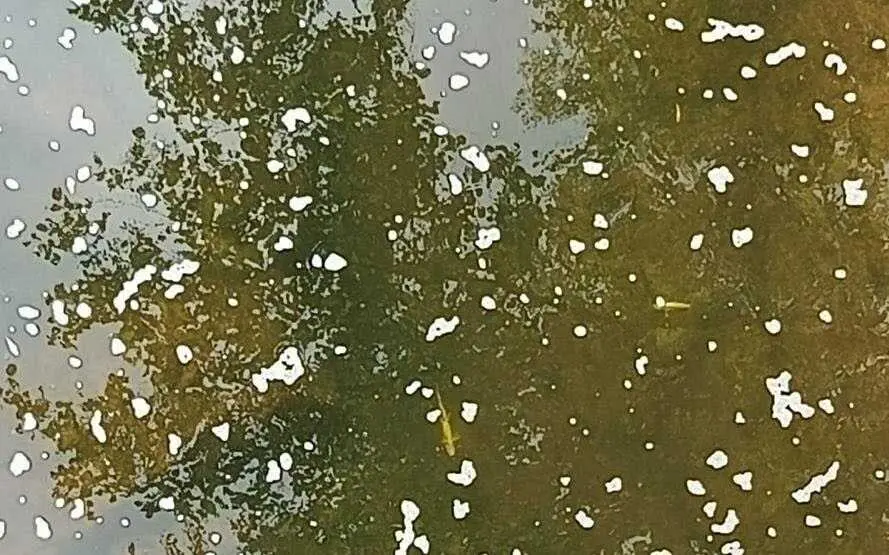 El Gobierno de Cantabria, a trav&eacute;s de la Consejer&iacute;a de Desarrollo Rural, Ganader&iacute;a, Pesca y Alimentaci&oacute;n, ha cifrado en m&aacute;s de 2.100 los peces muertos por el vertido de purines que se ha detectado el pasado viernes en el municipio de Saro y que ha afectado a los r&iacute;os Pisue&ntilde;a y Llerana, &ldquo;quedando este &uacute;ltimo arrasado y completamente sin vida&rdquo;.
 20 jul 26