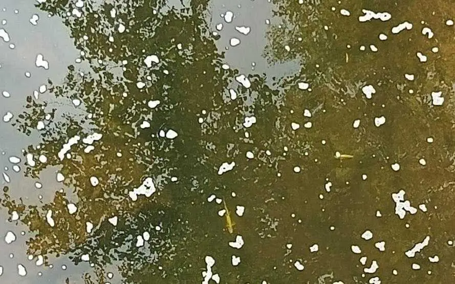 El Gobierno de Cantabria, a trav&eacute;s de la Consejer&iacute;a de Desarrollo Rural, Ganader&iacute;a, Pesca y Alimentaci&oacute;n, ha cifrado en m&aacute;s de 2.100 los peces muertos por el vertido de purines que se ha detectado el pasado viernes en el municipio de Saro y que ha afectado a los r&iacute;os Pisue&ntilde;a y Llerana, &ldquo;quedando este &uacute;ltimo arrasado y completamente sin vida&rdquo;.
 20 jul 26